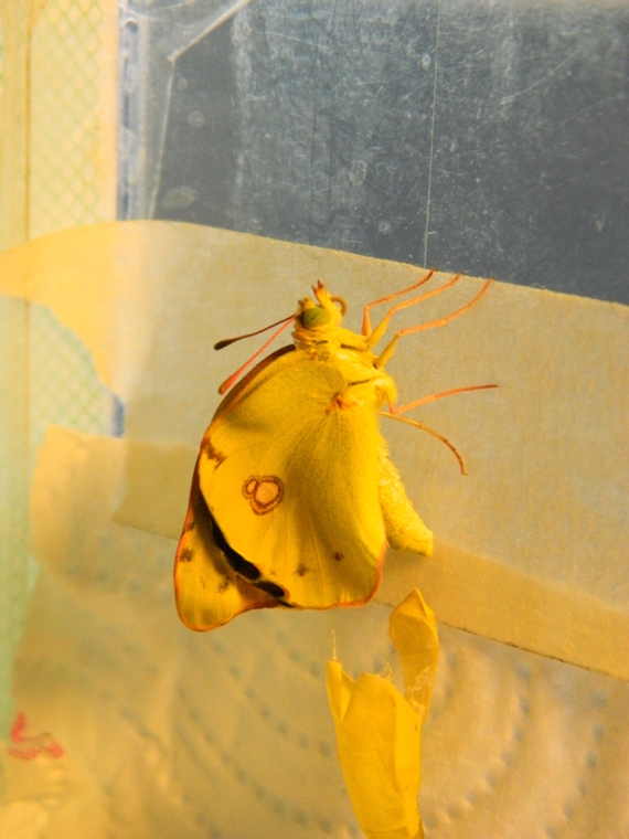 Colias crocea e uova